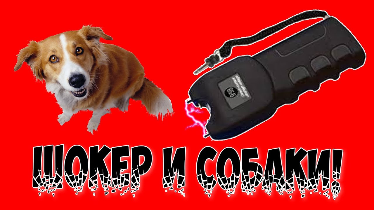 ЭлектроШокер и собаки!