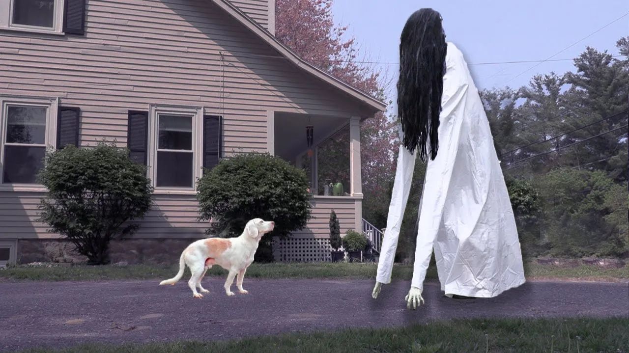 Пёсики не боятся гигантского призрака Садако: смешной Хэллоуин 🐶👻