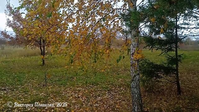 Осенняя палитра - песня о красоте природы осенью 🍁🍂🍃