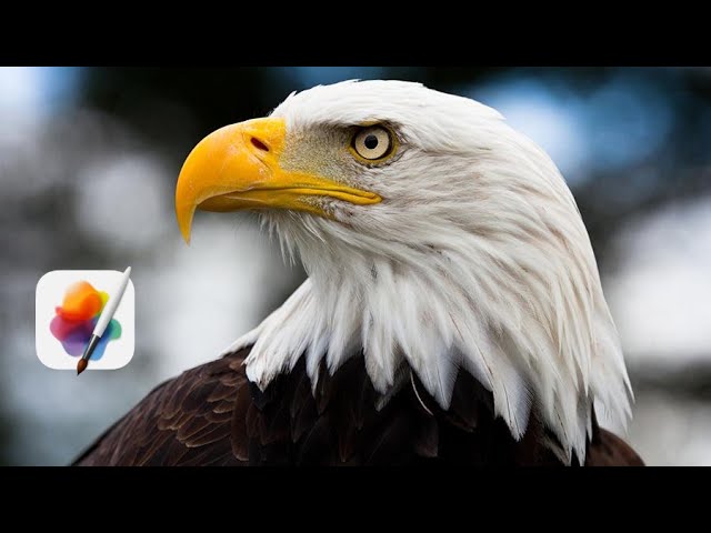Удаление сплошного фона в Pixelmator Pro, обучение/редактирование Mac OS