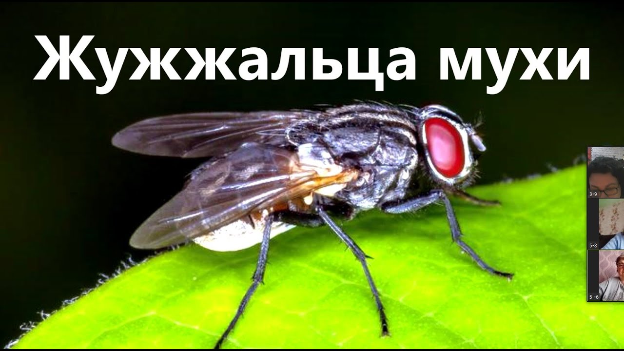Жужжальца мухи