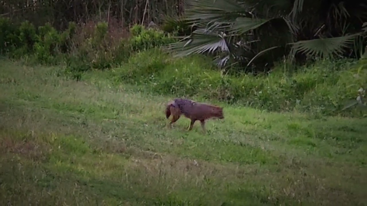 Large Coyote Goes Hunting Крупный койот выходит на охоту