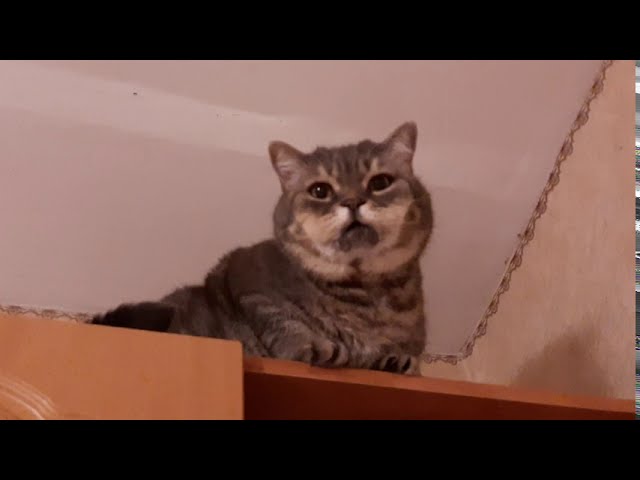 Кот Сидит 3