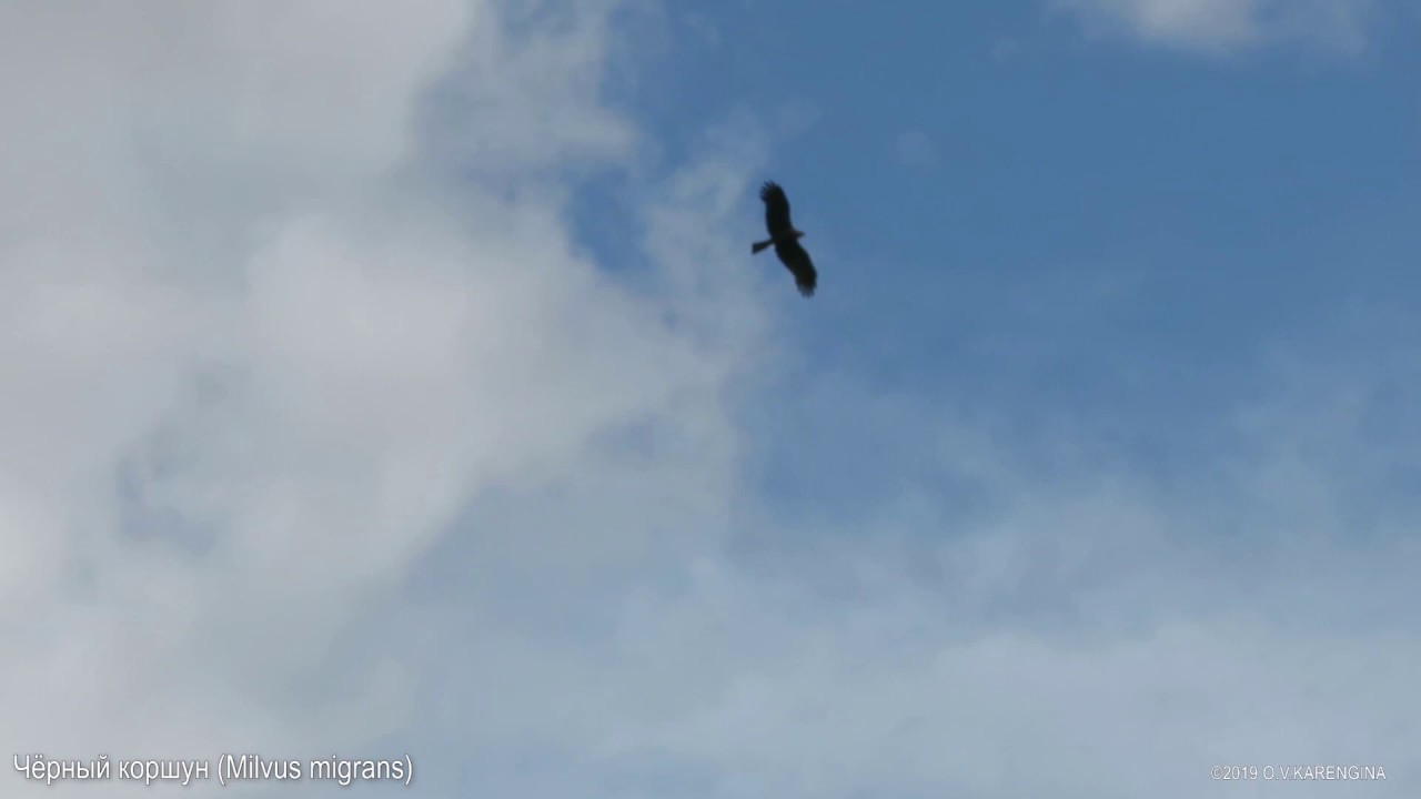 Чёрный коршун - Milvus Migrans - Black Kite
