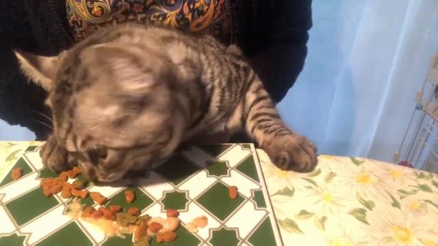 【ASMR 】ワイルドに変貌する猫の咀嚼音 Превратиться в дикую природу Cat Becomes Wild With His Favorite Food