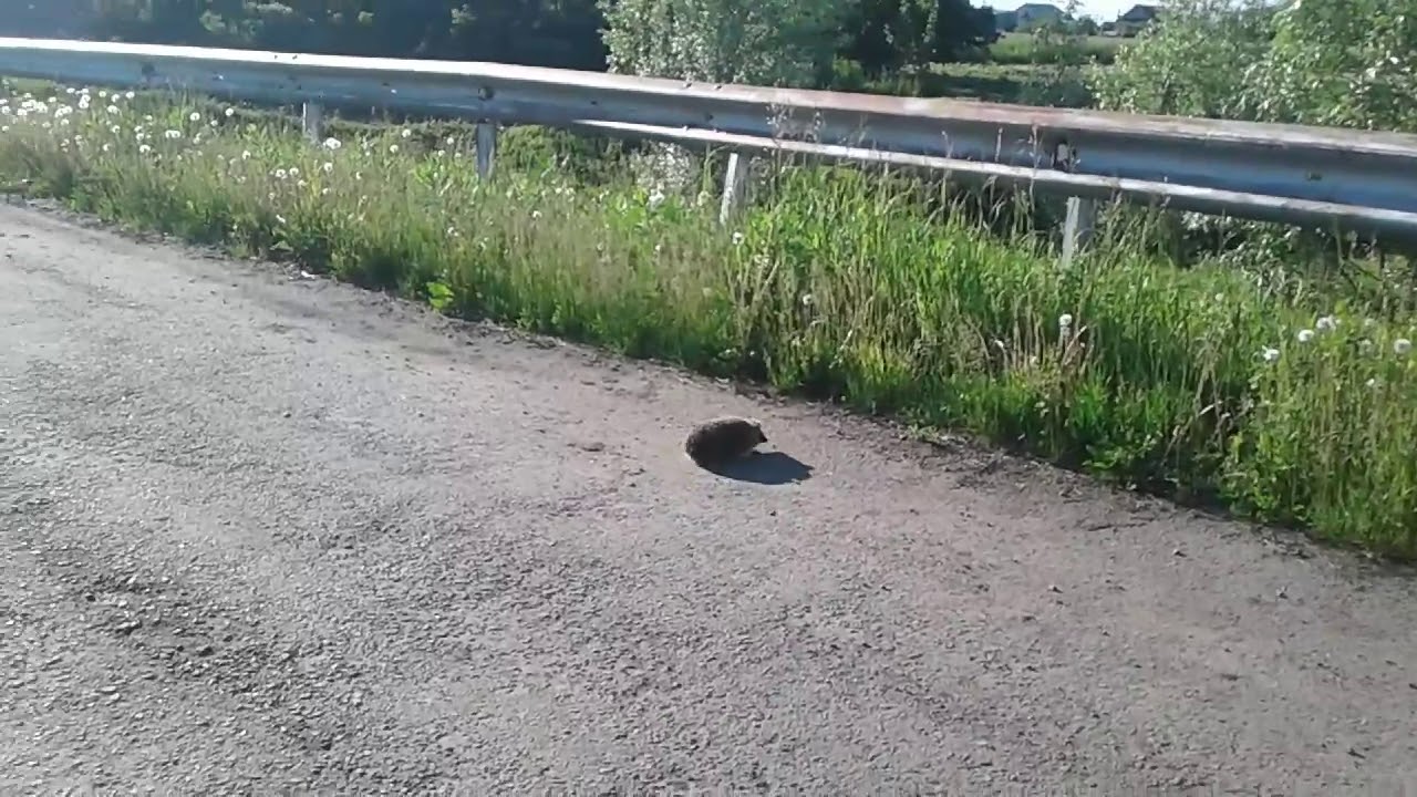 Милый ежик