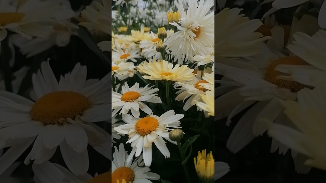 London. Greenwich Park. Amazing Flowers. Лондон. Шикарные цветы. ПОДПИШИСЬ #лондон #london #flowers