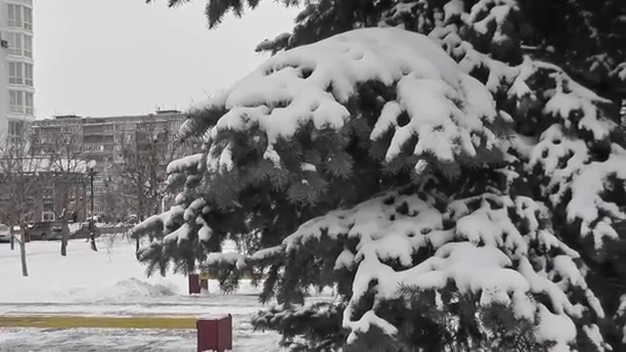 сосна под снегом