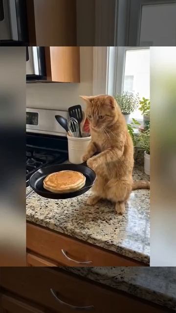 Кототерапия)