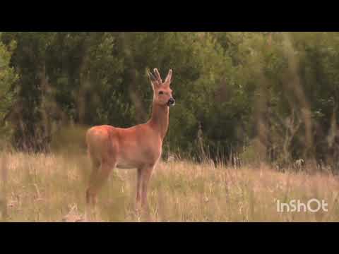 Охота на косулю. Гон в разгаре. Охота без выстрела.Jagd Auf Rehe. Gon Ist In Vollem Gange.