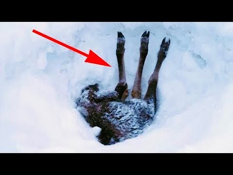Из сугроба торчали только ноги…Водитель остановил машину и начал копать, такого он не ожидал увидеть