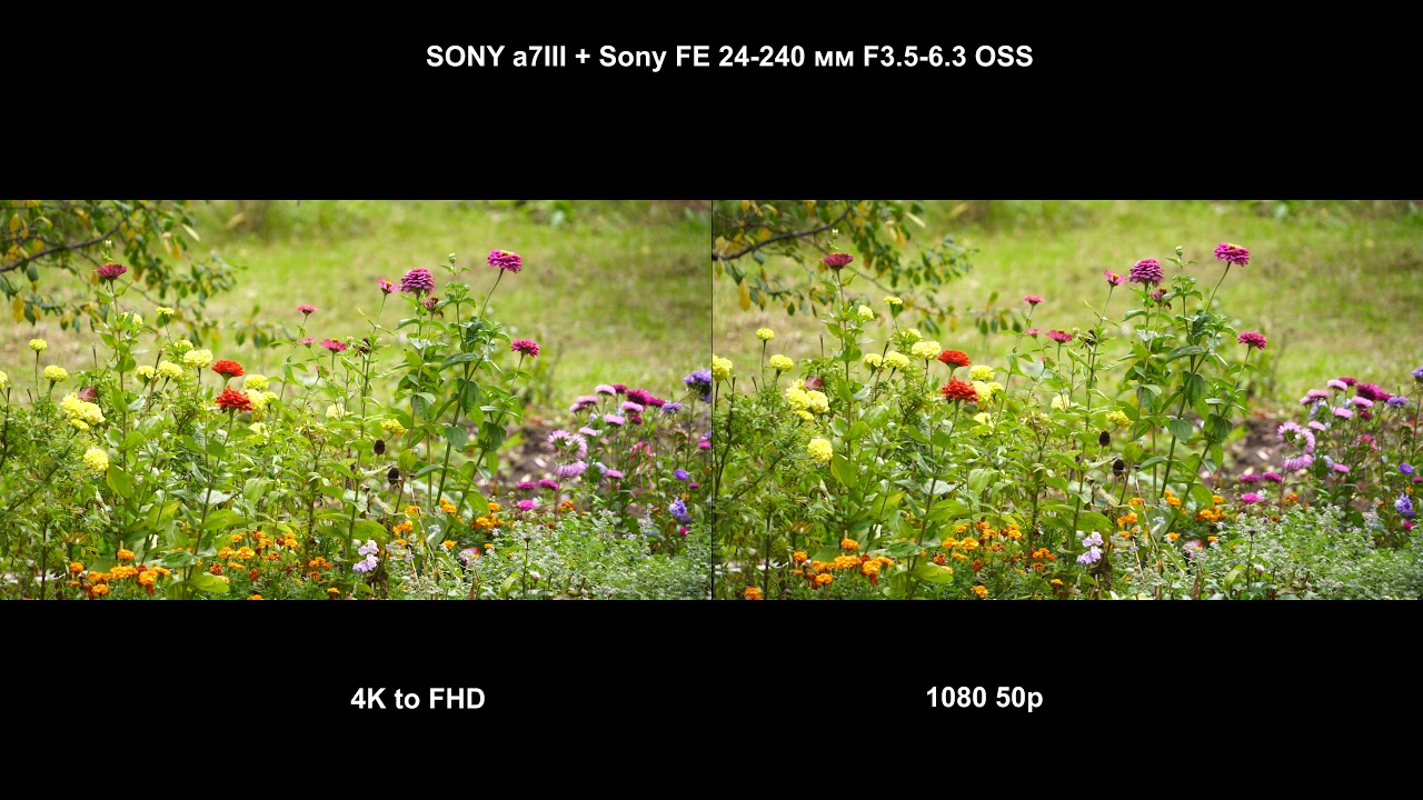 Flower Test.4K To FHD Vs FHD 50p