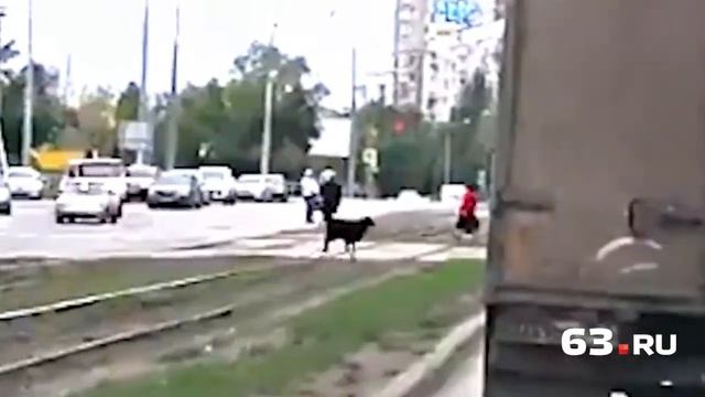 Баран сбежал от хозяев