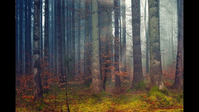 Музыка для сна relax звуки леса