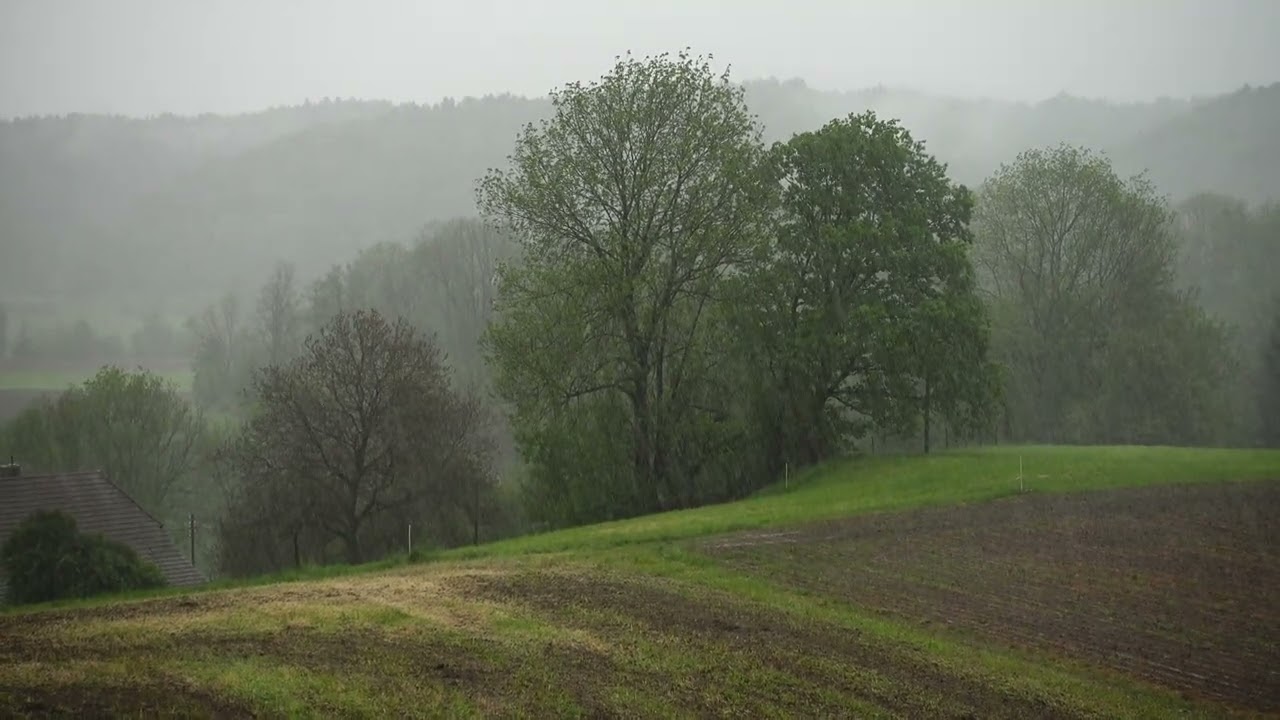 Rain field. Дождь поле.