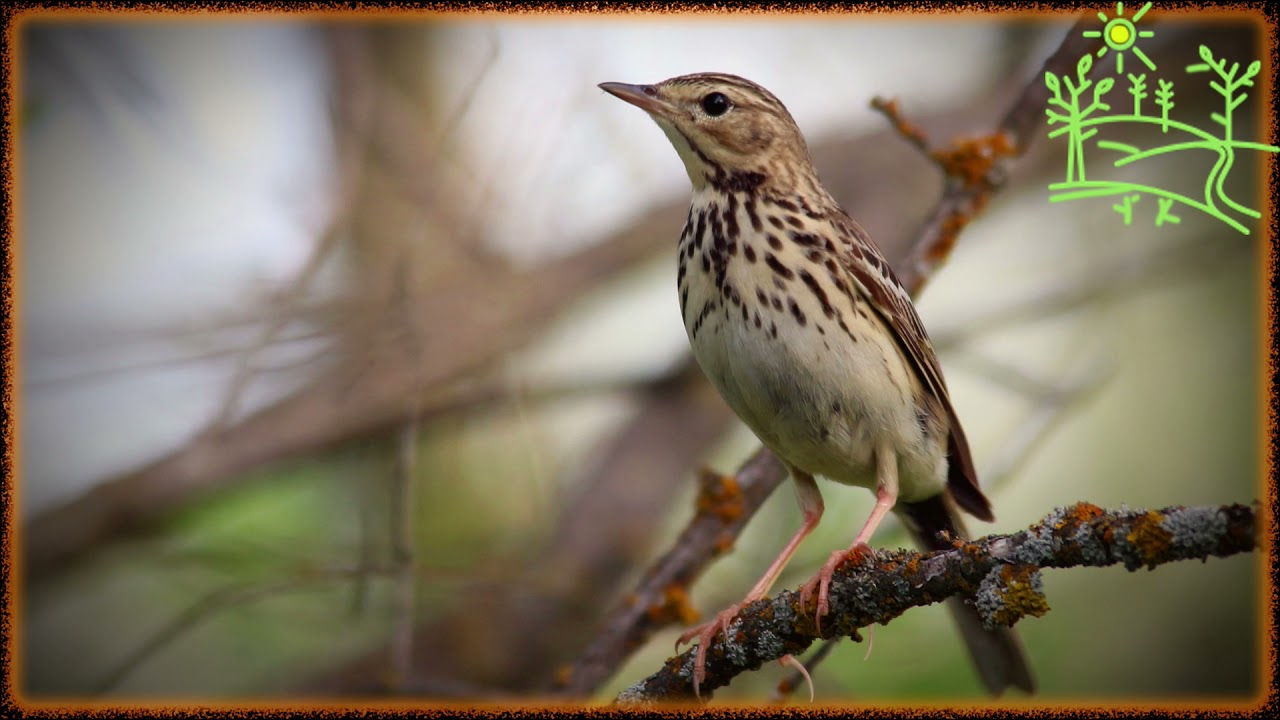 Голоса птиц Как поёт Конёк лесной (Anthus Trivialis)