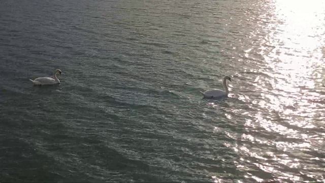 Two Swans 🦢 Swim Across Lake After Sunbeams / Два лебедя 🦢 плывут по озеру за солнечными зайчиками