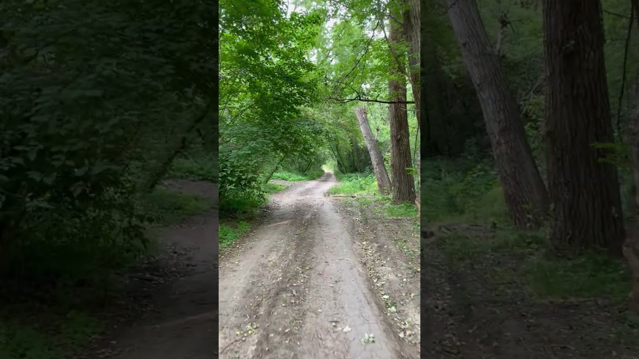 Тропинка в лесу, авторское видео. Природа, лето. Футаж. Footage #футажи #футажидлямонтажа #бесплатно