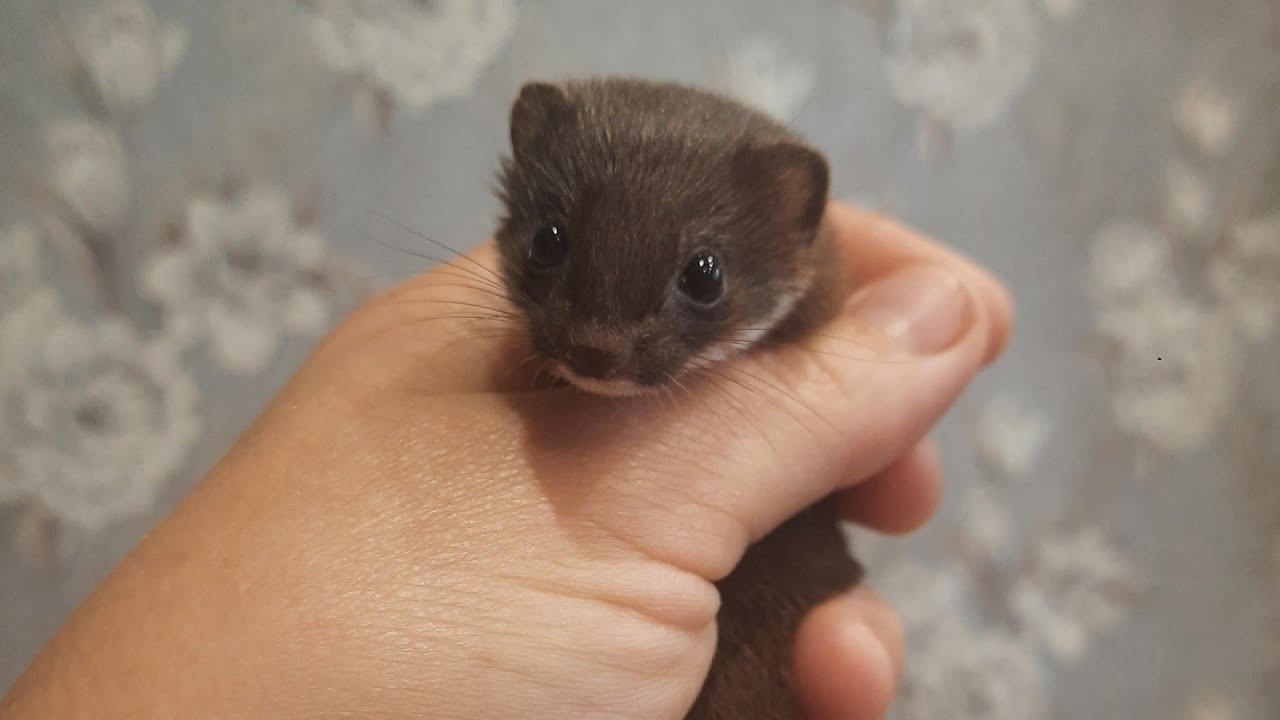 Самый маленький хищник в мире домашняя ласка