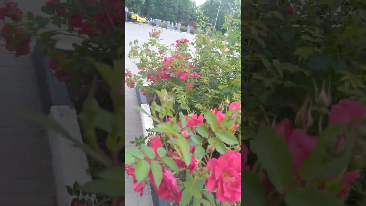красота лета💖😍🥰