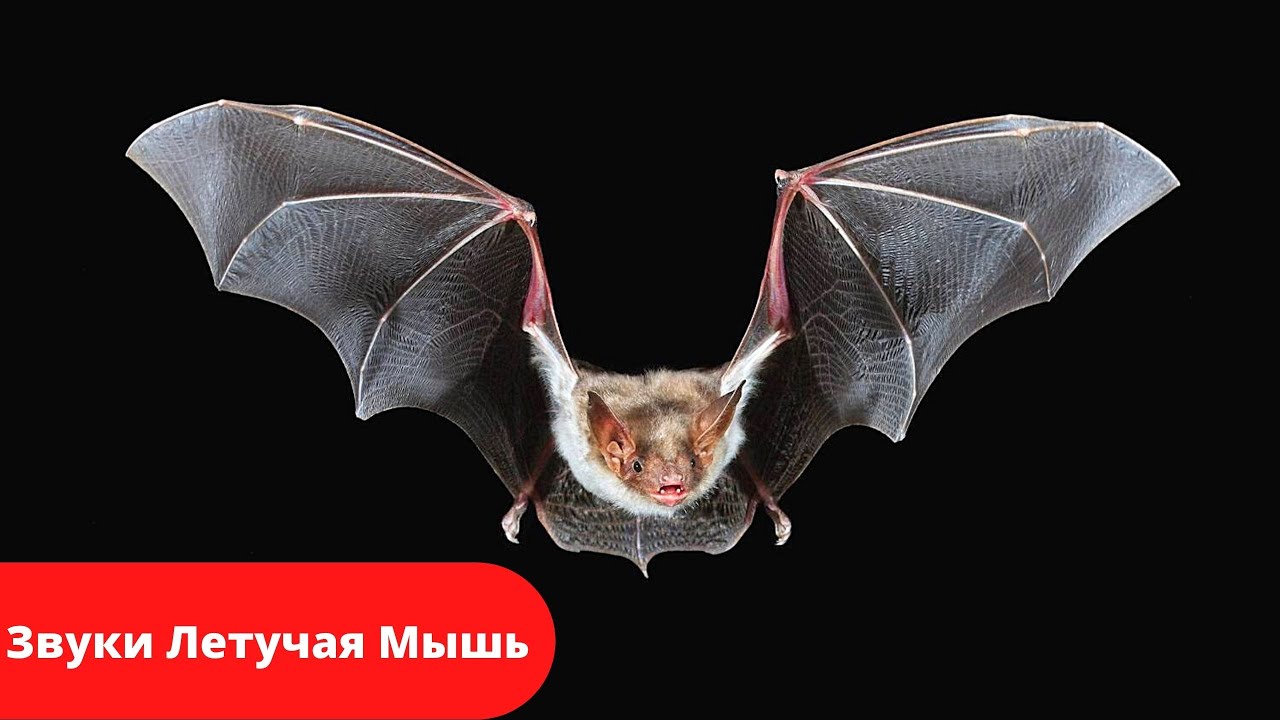 Летучая мышь  Звук летучей мыши слушать  Bat sound listen