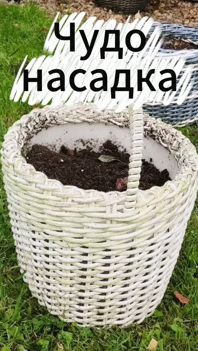 огород и эксперименты
