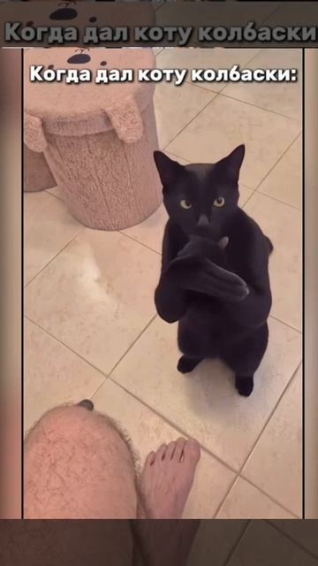 Колбаску коту