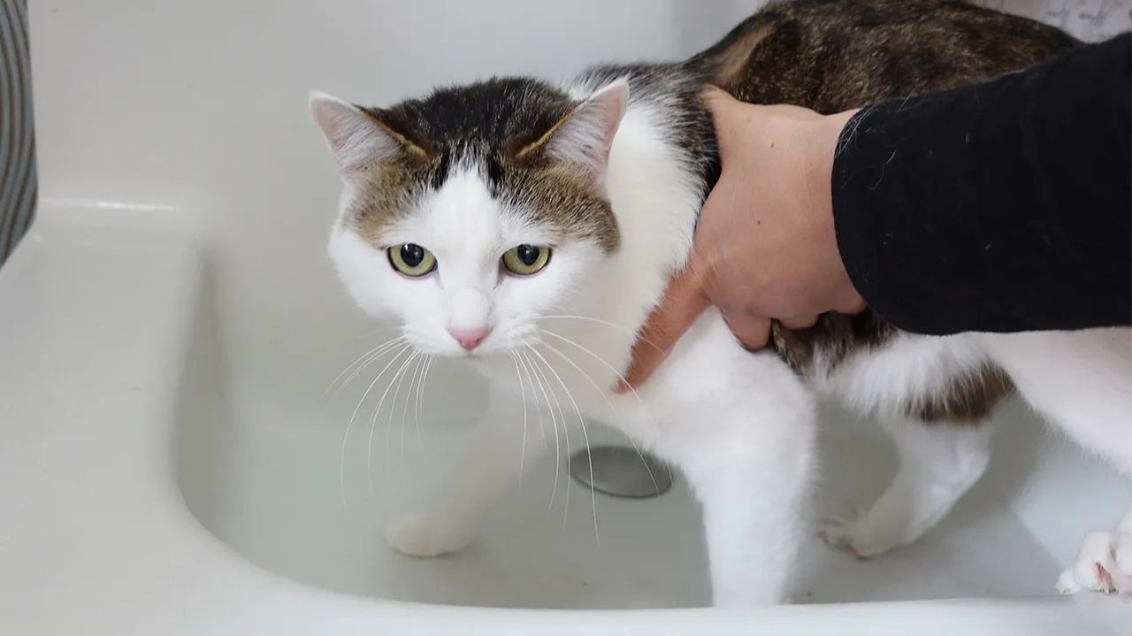 Мири моют грязные лапки после игр в саду 🐾