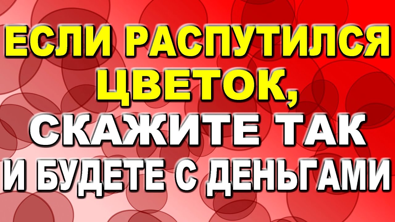 Если распустился цветок, скажите так и будете с деньгами / Приметы о богатство