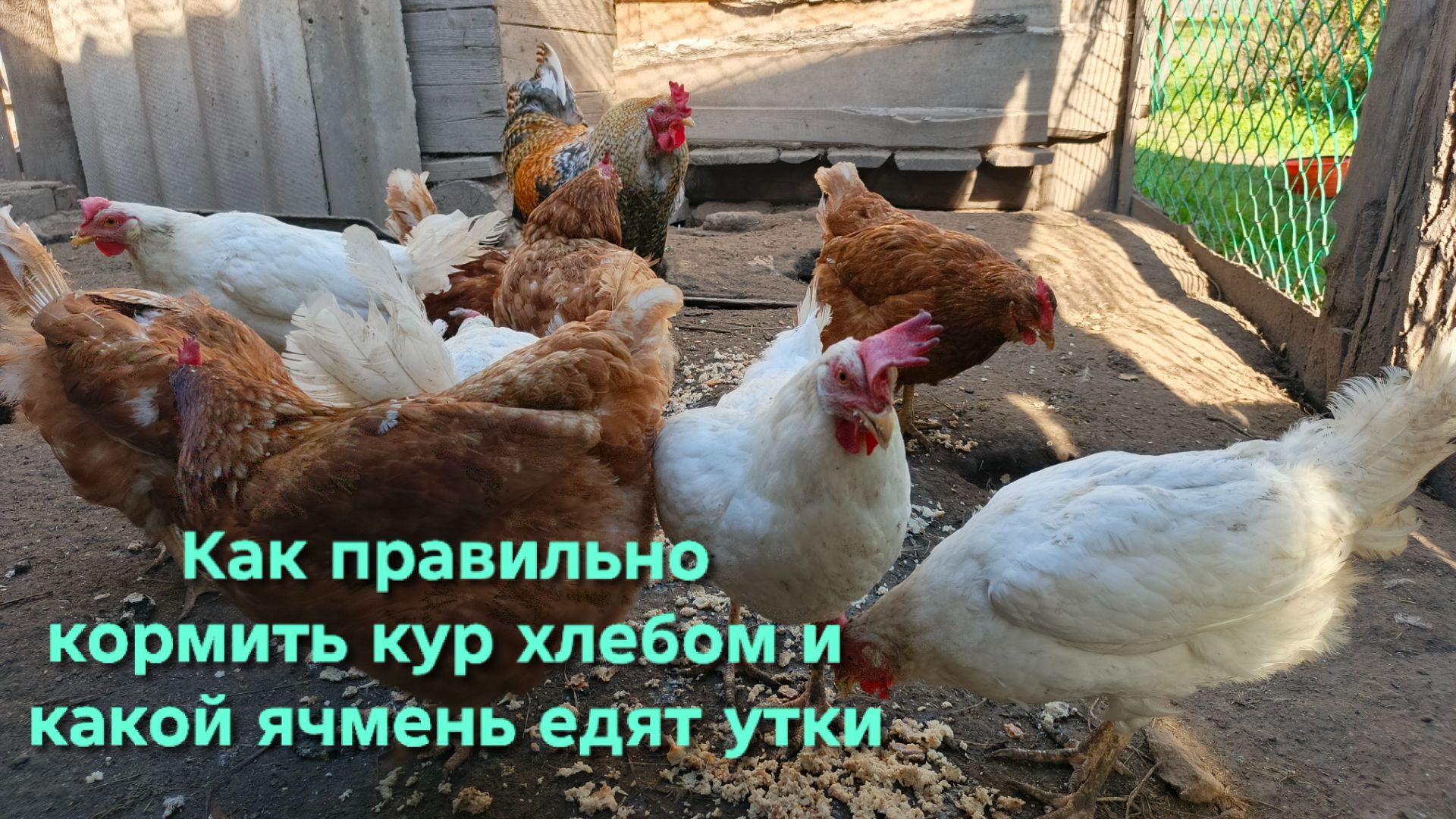 Как правильно кормить кур хлебом и какой ячмень едят утки