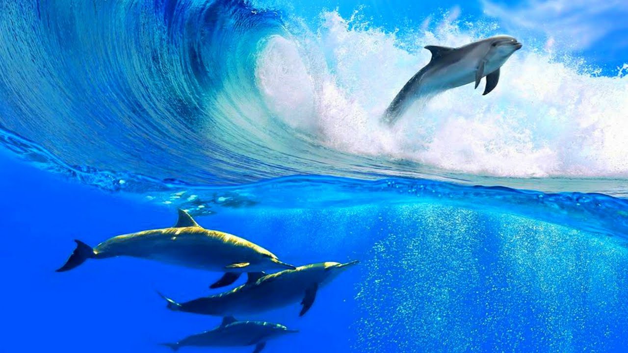 ДЕЛЬФИНЫ ИГРАЮТ на ВОЛНАХDolphins Play on the WavesSound of Waves  Relaxing MusicЗвуки Волн