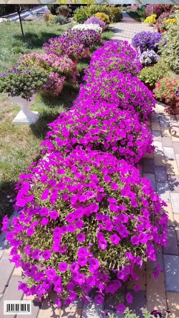 Обзор Цветландии🌺🌱🪴 лето 2026г #ампельныепетунии #петуния#цветы#красота#лето2026#калибрахоа
