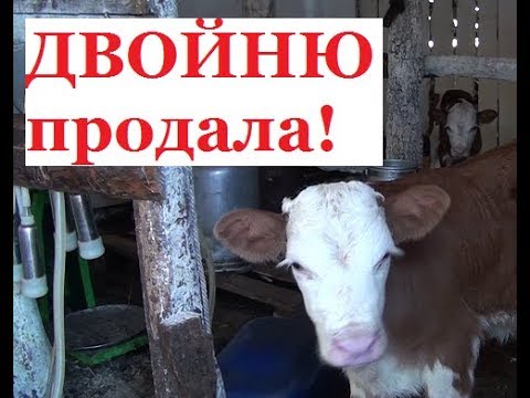 Продала корову, телят - уезжаю с детьми в Калужскую область на стрелку
