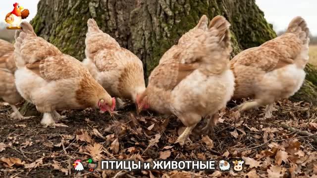 Просто смотрите и отдыхайте… Нежный мир животных, природы и тишины (19)