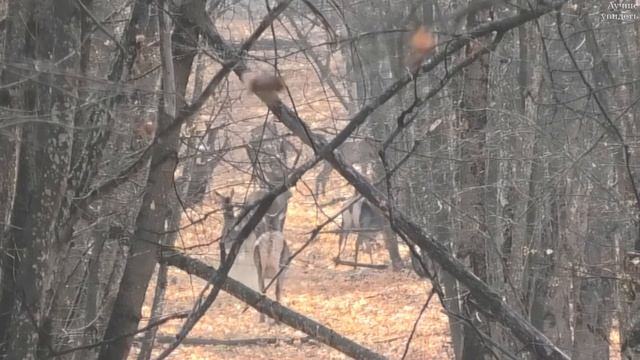Олени после гона разбрелись по лесу || Red Deer After The Rut