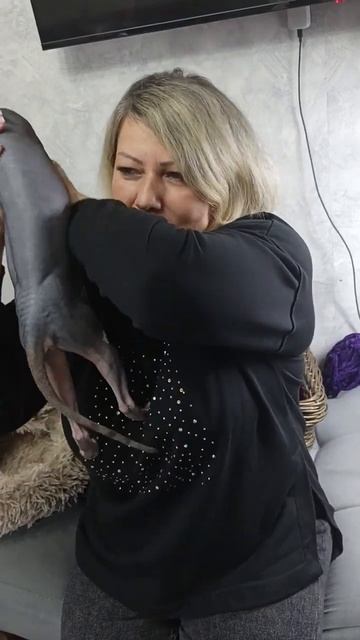 Сфинкс.Каспер и Луна 😻😻❤️❤️