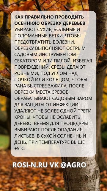 Правильно проводим осеннюю обрезку деревьев