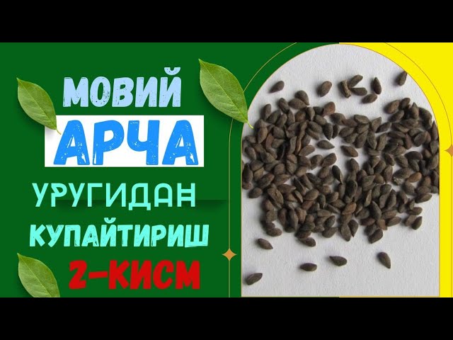 Мовий арча уругини экамиз #Окарча