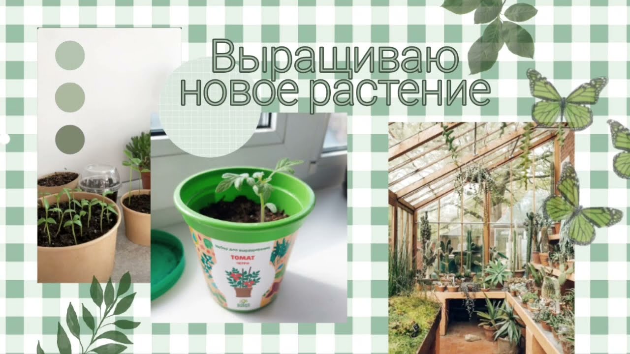 Выращиваю новое растение🌿 / Что за растение?🪴 / Подарок на Новый год? / Dasha Gafiulova 🌳
