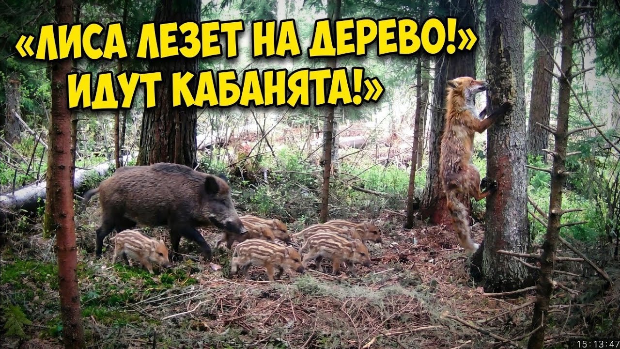 Лиса лезет на дерево. Кабаниха и восемь кабанят. Дикие кабаны, лисы, фотоловушка в лесу.