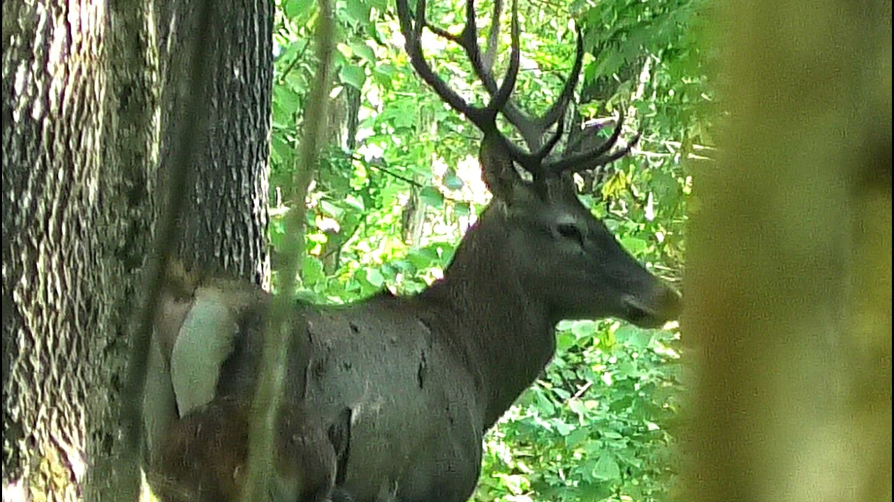 Гон. Олени кричат пока лениво || The Red Deer Rut Has Begun