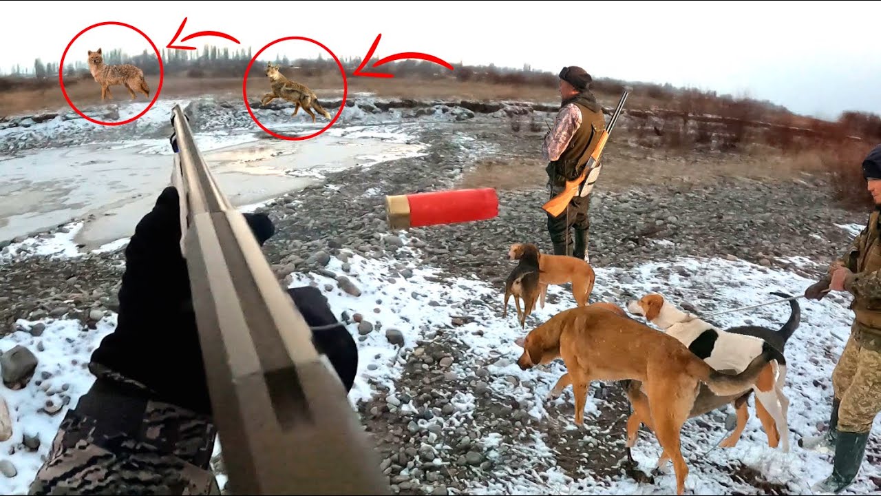 ЧӨӨгө АҢЧЫЛЫК  ТАЛАС  ОХОТА НА ШАКАЛА