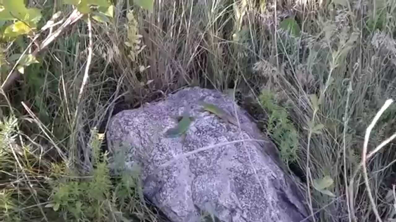 Ящерицы Дона Хуана: 
