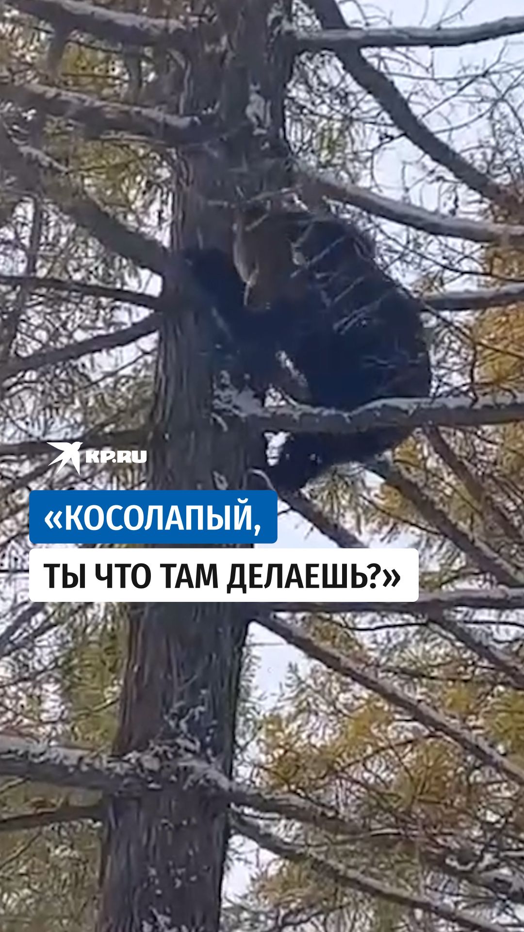 Медведь ловко забрался на дерево в Бурятии