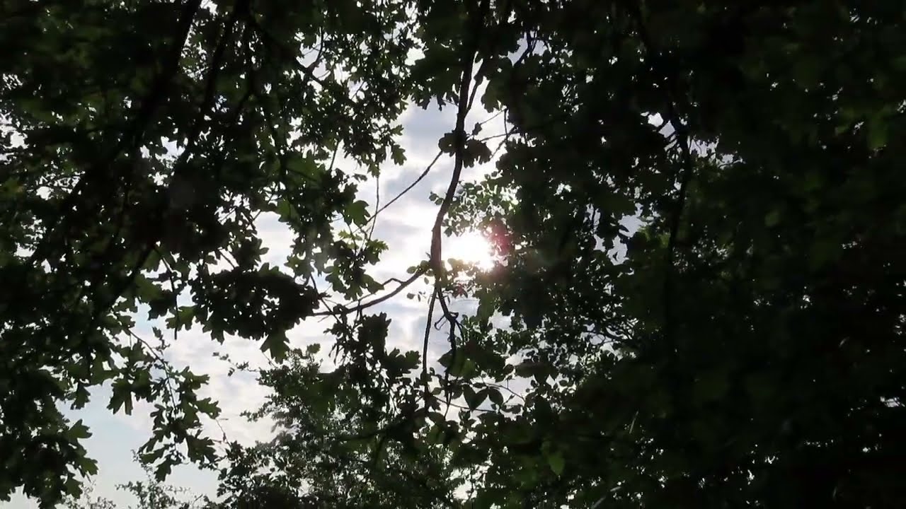 Лес и карканье вороны!