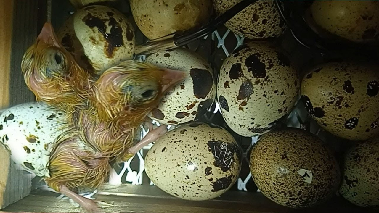 Вылупление перепелёнка