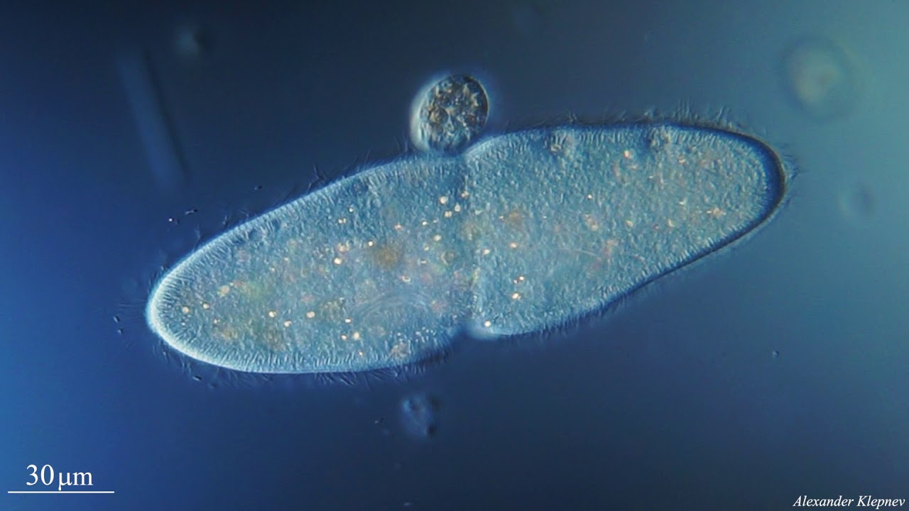 Process Ciliates Division