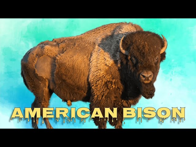 American Bison Sound