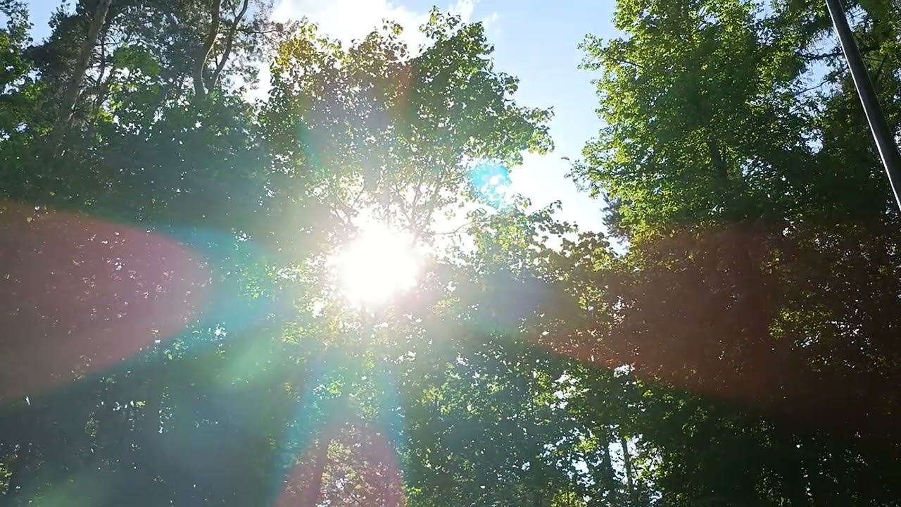 Парк у воды Отражение