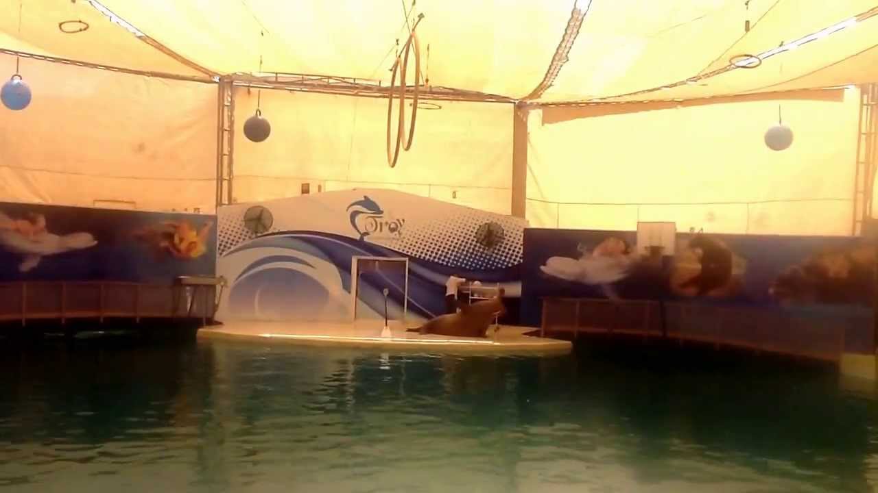 Моржи умеют петь